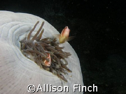 Who shut the door!!!
Two pink anemonefish can't wait unt... by Allison Finch 
